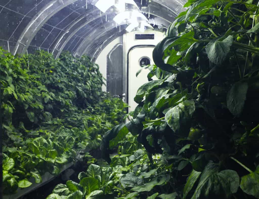Inside_greenhouse.