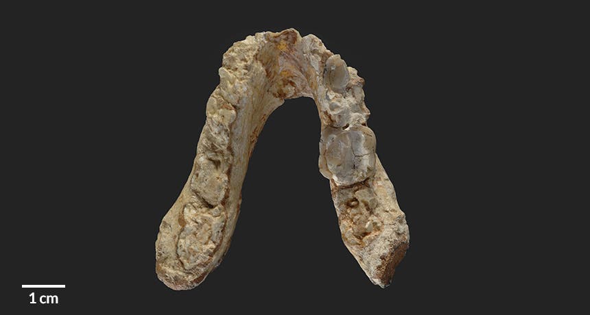 Greece Jaw.