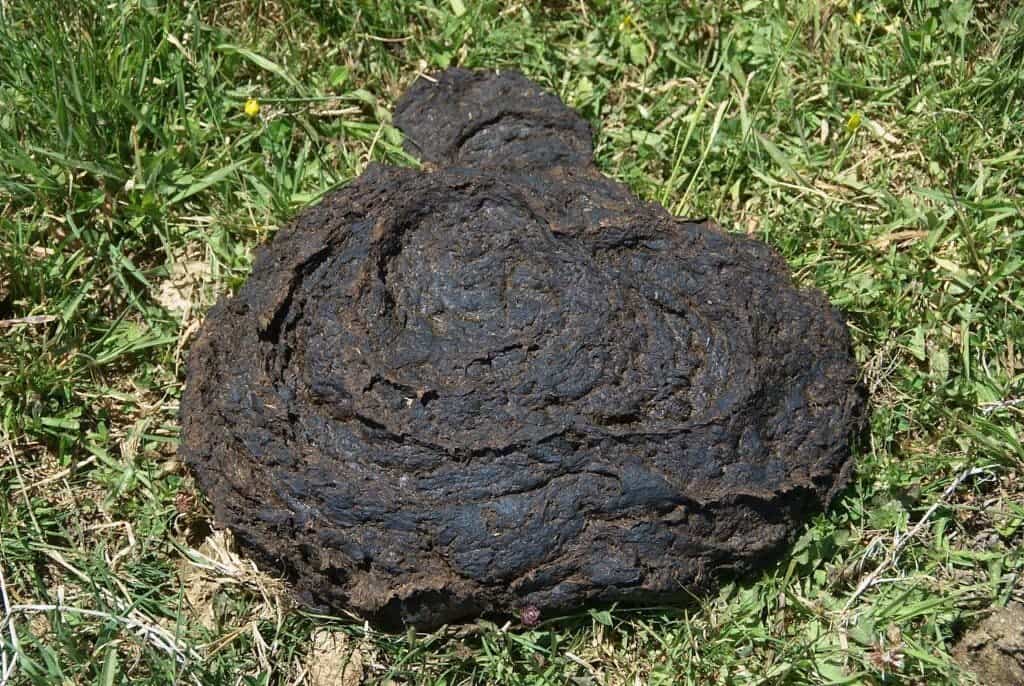 According to an Ugandan urban myth, cow dung helps burns heal faster. It does not. Credit: Wikimedia Commons. 