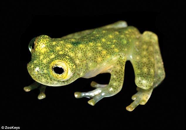A juvenile H. yaku, stands out with its dark green spots and atypical reproductive behaviours.  