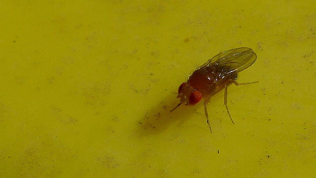 Fruit fly.