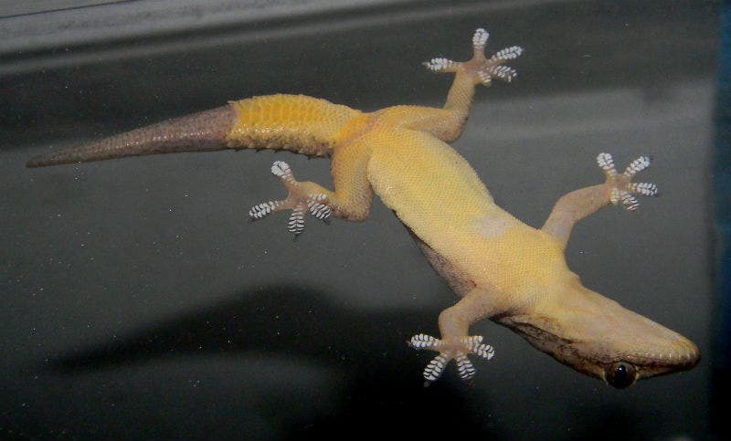 Gecko Upside Down.
