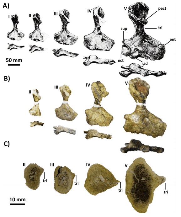 Ophiacodon bones.