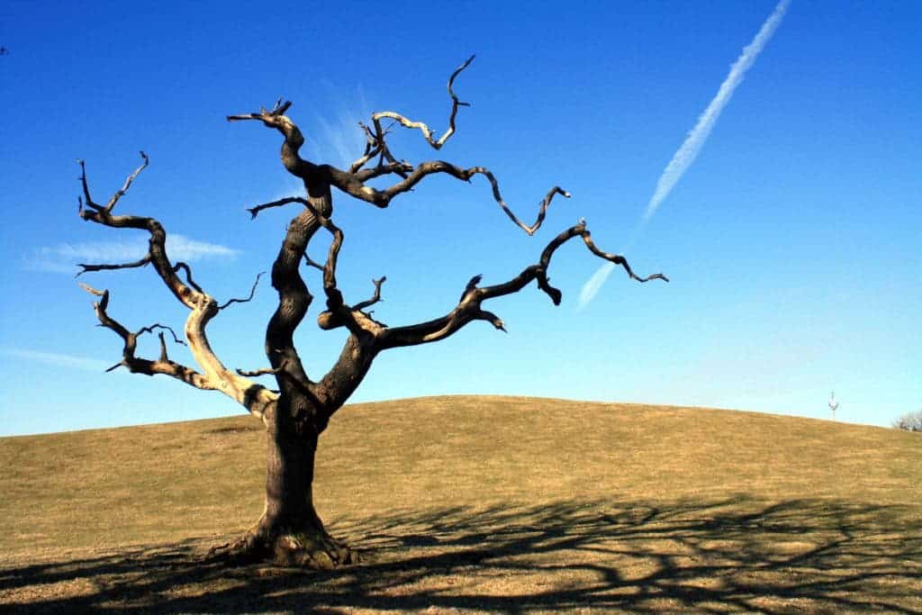 Dead Tree.