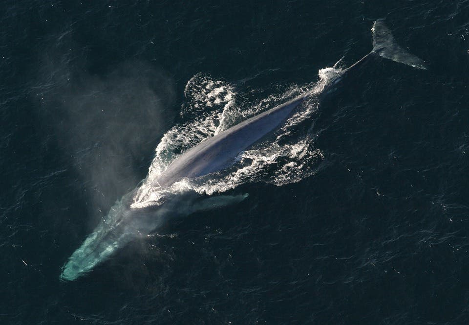 Blue Whale.