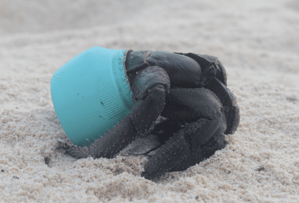 Henderson Island is polluted with the greatest density of plastic in the world. The situation is so bad that hermit crabs use plastic debris for homes. Credit: Jennifer Lavers/University of Tasmania.