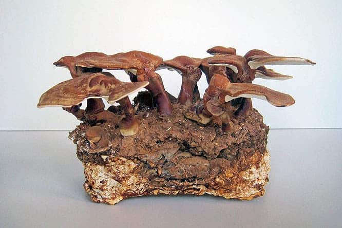 mushroom-brick