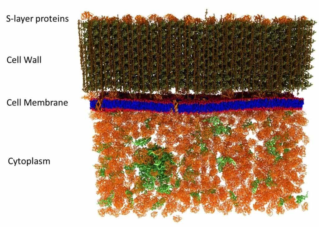 Membrane model.