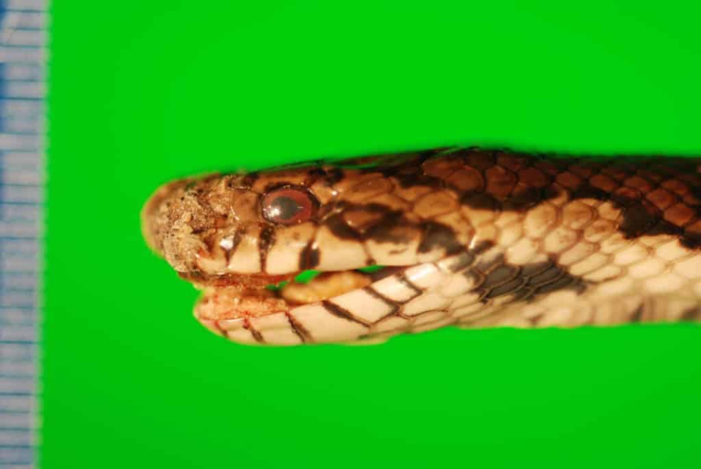 snake fungal disease