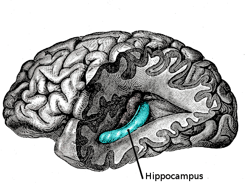 hipocampus alcohol