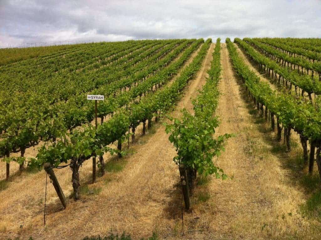 Syrah plantation