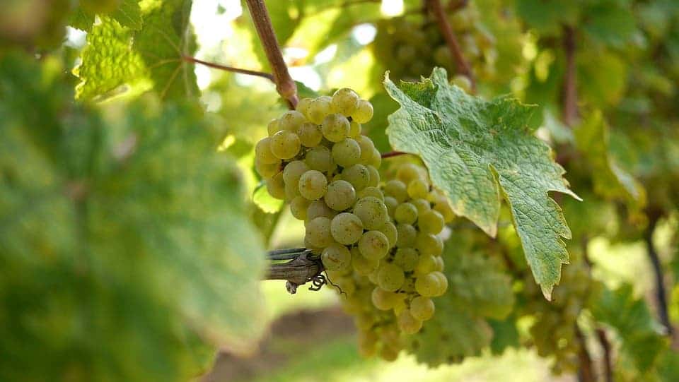 Riesling grapes.