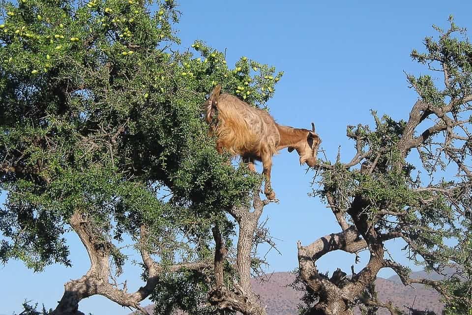 A lovely goat enjoying some argan seeds. Credit: Pixabay.