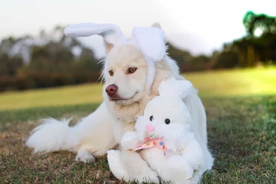 Dog with rabbit ears.