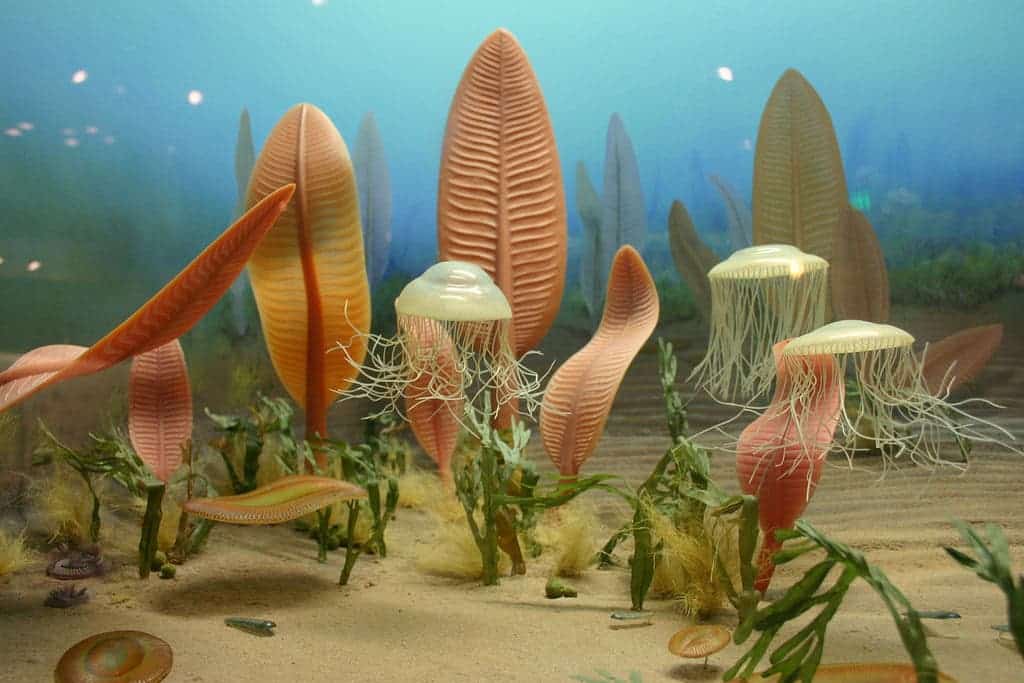 Ediacaran sea life.