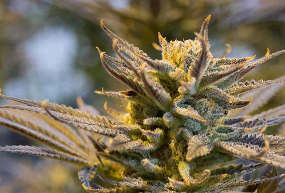 cannabis THC