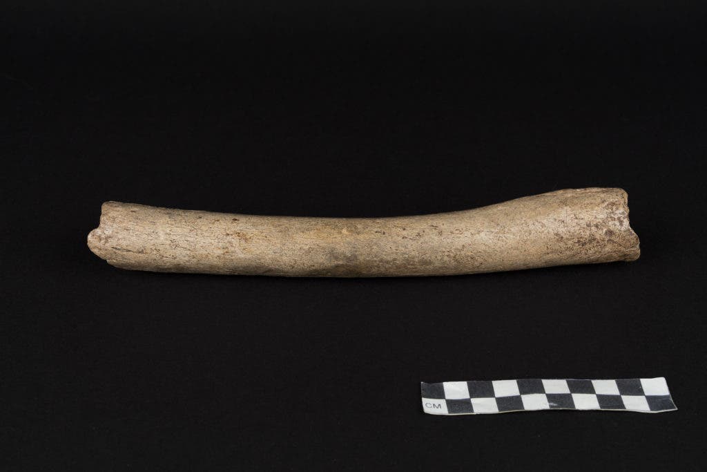 Hohlenstein-Stadel femur remains (HST), displaying archaic features. Credit: Oleg Kuchar © Photo Museum Ulm. 