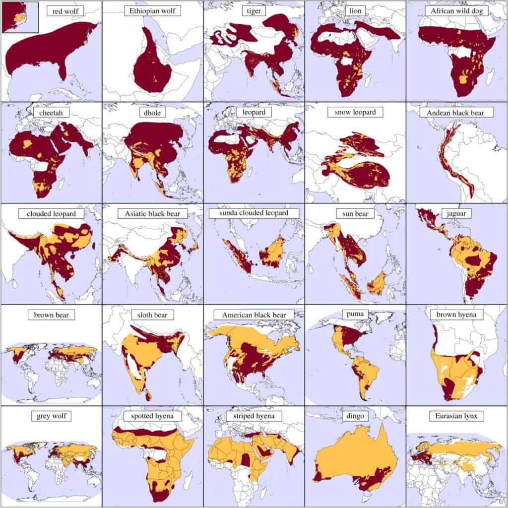 Range contraction maps for 25 large carnivores. Regions of persistence (i.e. inside both historic and current ranges) are shown in yellow-orange, while regions of contraction (inside historic but not current range) are shown in dark red. Species are ordered by percentage range contraction with the greatest contractions shown in the uppermost panels. Credit: Oregon State University.