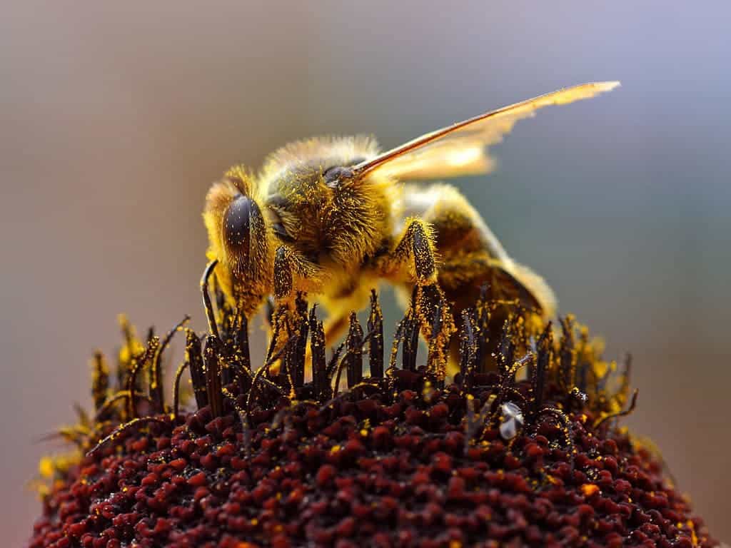 bee bumblebee pesticides