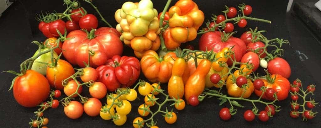 Diversity in tomato fruit weight is explained in part by a mutation in the Cell Size Regulator gene that arose during domestication. Credit: Alexis Ramos and Esther van der Knaap.