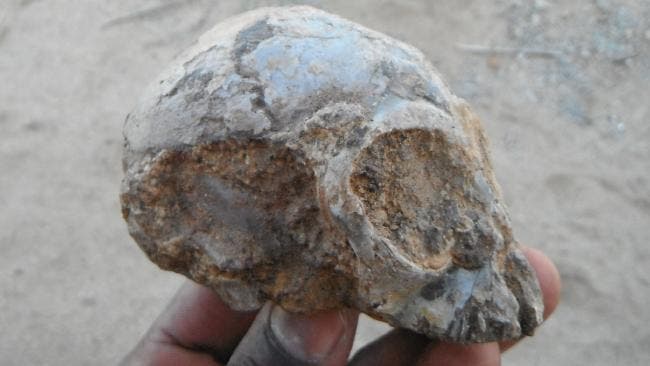 Fossil skull alesi.