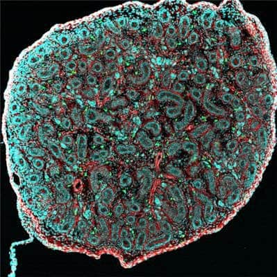 Cross section of newborn mouse's testis (Ø = 20 µm), where we can see the seminiferous tubules (red) surrounded by macrophages (green). Confocal micrograph. © Noushine Mossadegh-Keller and Sébastien Mailfert / CIML
