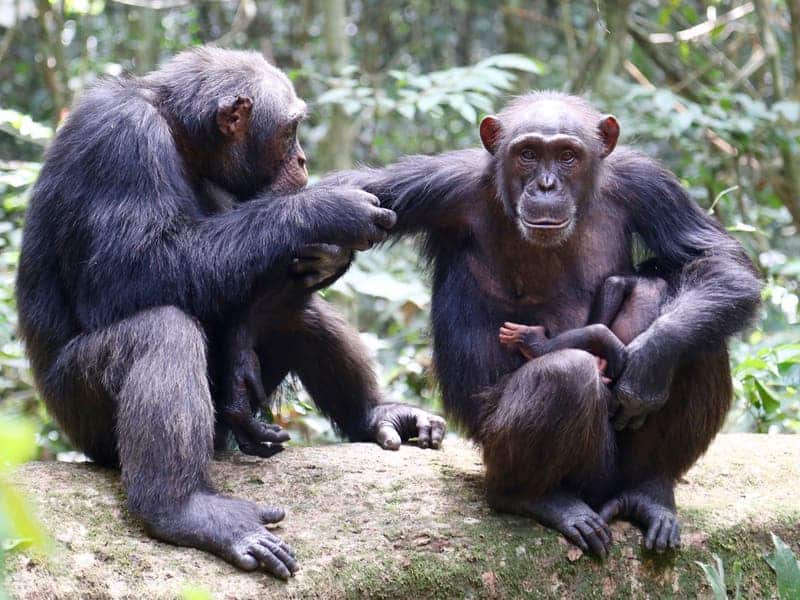 Chimps in the Taï National Park are dying at worrying rates from anthrax caused by a novel bacteria called Bacillus cereus biovar anthracis. Credit: MPI f. Evolutionary Anthropology/ L. Samuni.