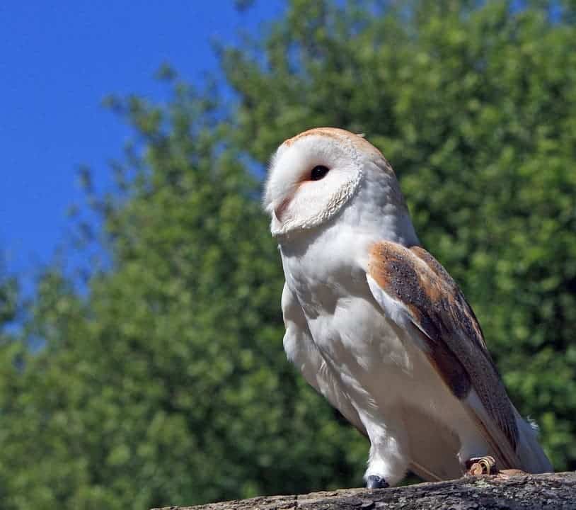 Barn Owl pose.