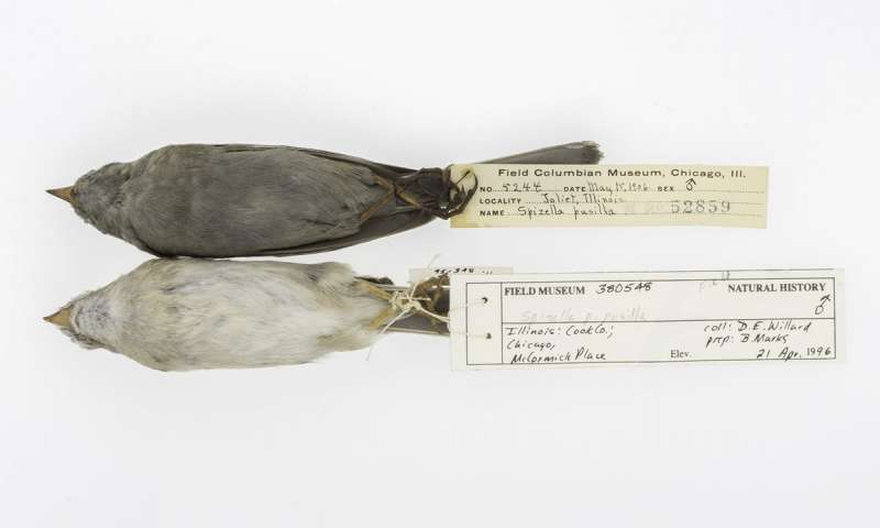 Field Sparrows from The Field Museum's collection. Credit: The University of Chicago and The Field Museum.