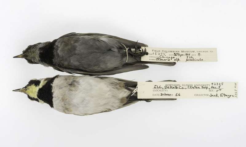 Soiled and clean Horned Larks closeup. Credit: The University of Chicago and The Field Museum.