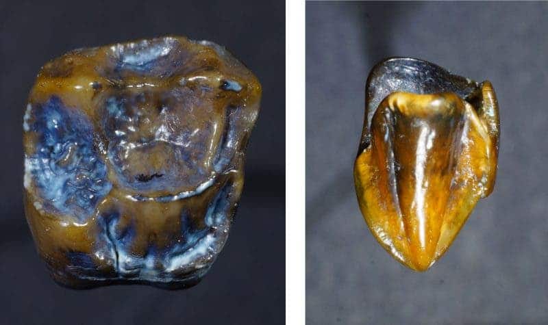 Ancient molar (left) and canine (right) belonging to a yet unidentified ancient ape found in Germany. Credit: Naturhistorisches Museum Mainz.