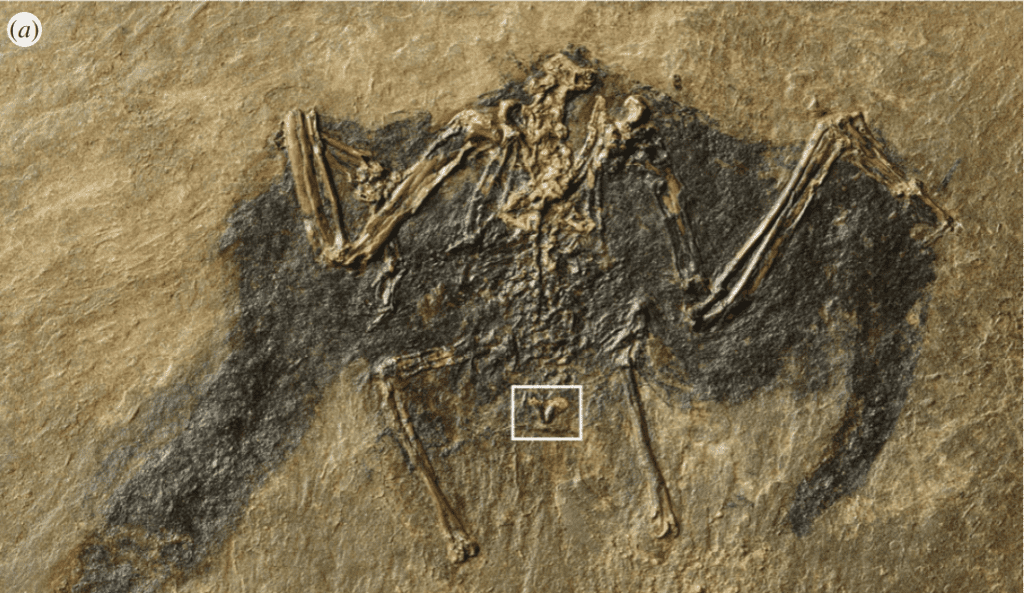 Fossilized bird.
