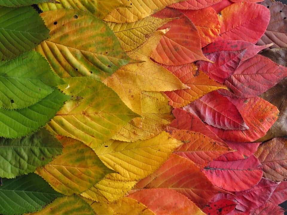 The science behind why leaves change color in autumn
