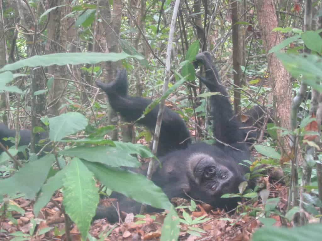 A chimpanzee photographed by Alexander Weiss during his 2010 visit to the Gombe National Park in Tanzania. Credit: Alexander Weiss.