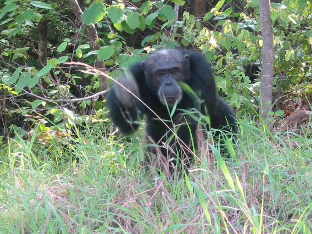 A chimpanzee photographed by Alexander Weiss during his 2010 visit to the Gombe National Park in Tanzania. Credit: Alexander Weiss