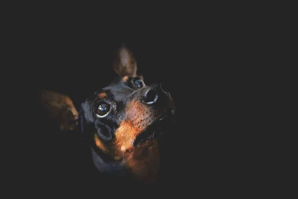 Dog.