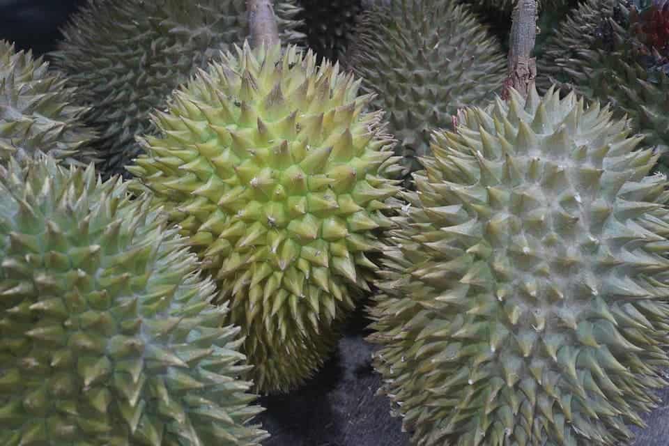 Durian is seen as delicious in Southeast Asia. Credit: Pixabay.
