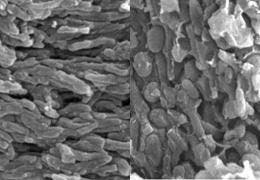 Pigment-storing eumelanosomes (left) and phaeomelanosomes (right) in the fossil feathers. Credit: University of Bristol.