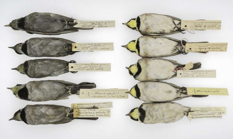 Horned Larks from The Field Museum's collections,. On the left row you can see gray birds from the turn of the century and cleaner birds from more recent years on the right. Credit: The University of Chicago and The Field Museum.