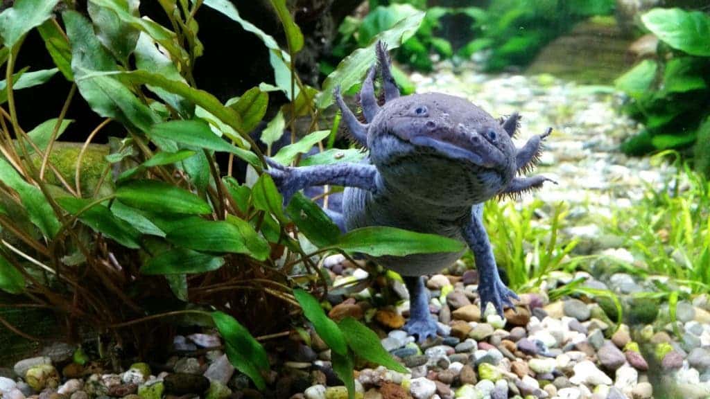 Axolotl swimming