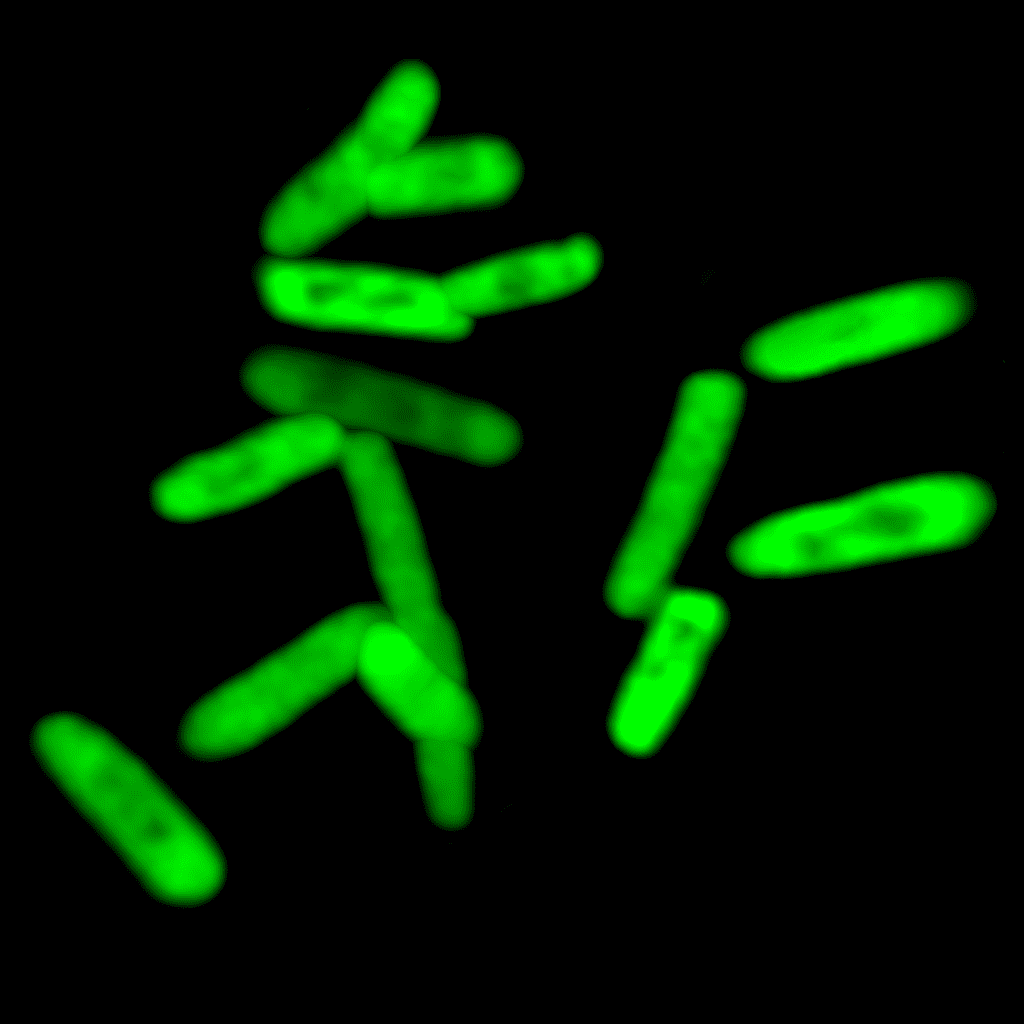 Fluorescent E. coli.
