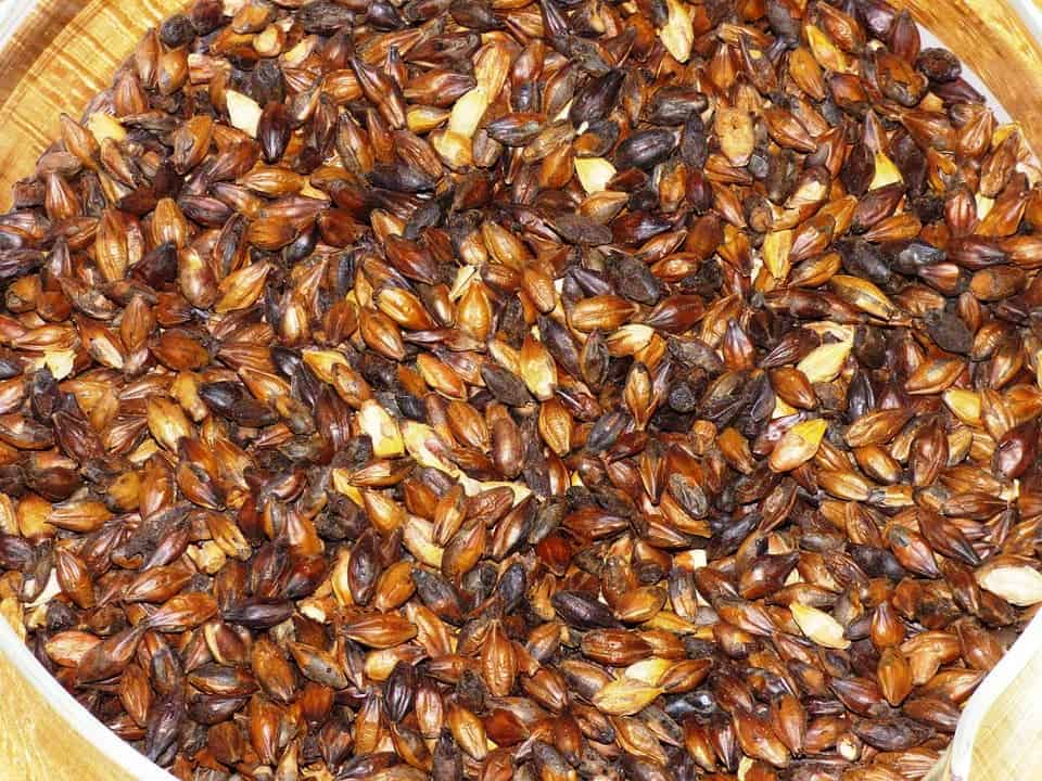 Malt.