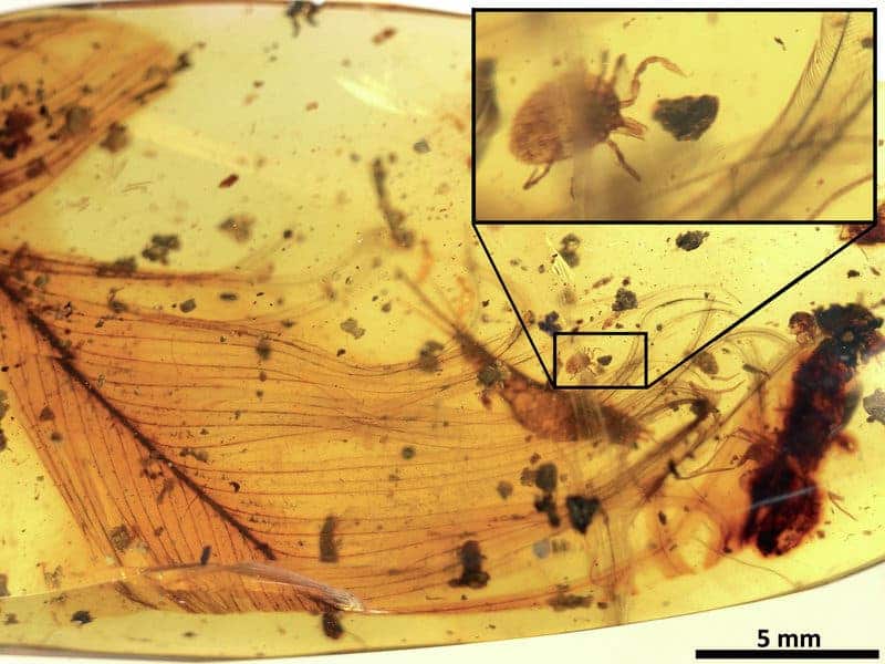 Tick and feather amber.