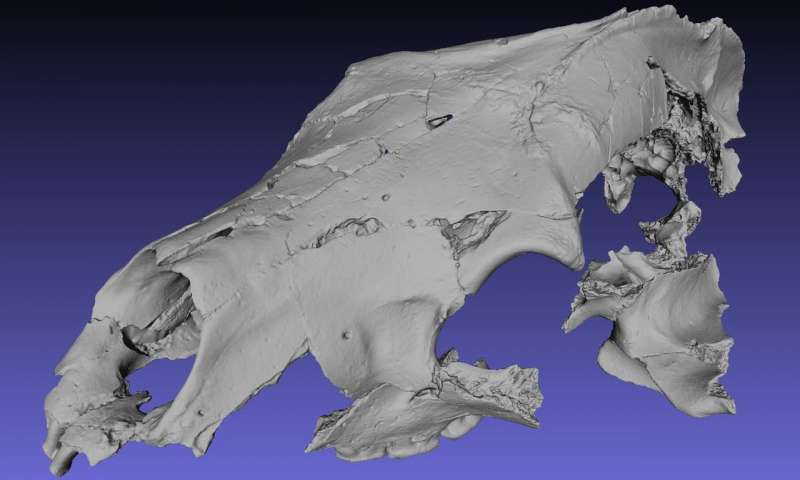 Digital reconstruction of the Canadian Arctic fossil bear, Protarctos abstrusus. Credit: Xiaoming Wang.