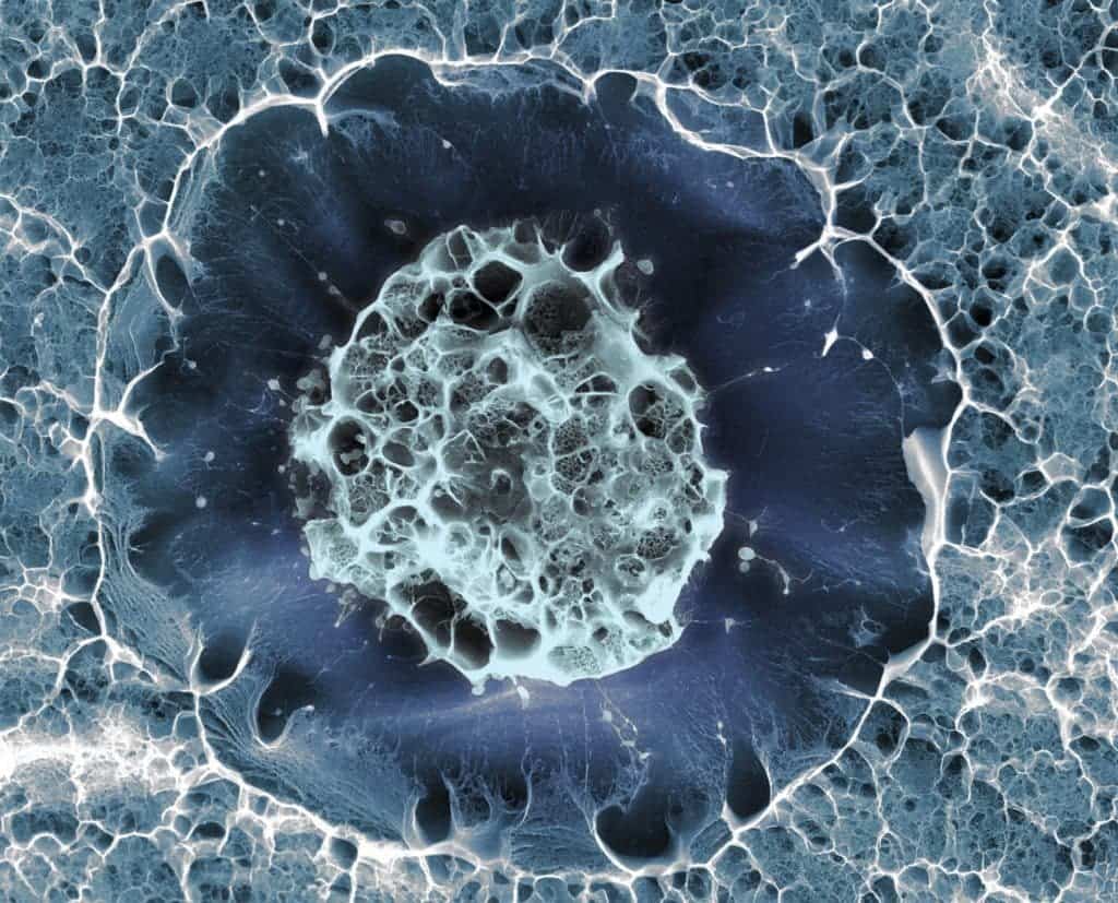 Human stem cell.