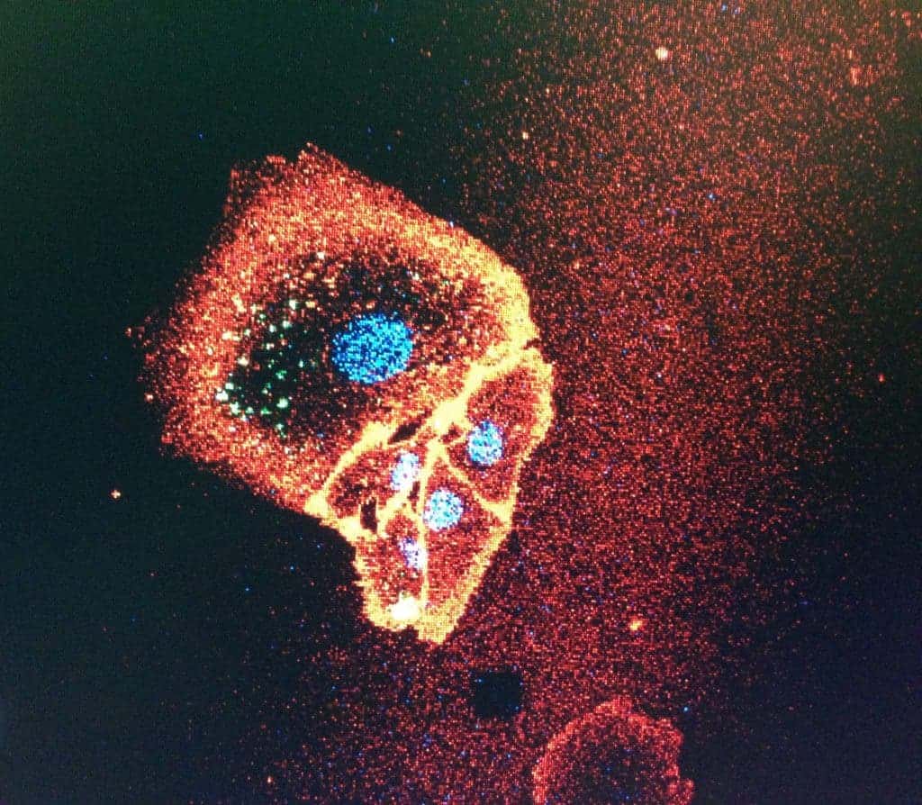 Human Cell.