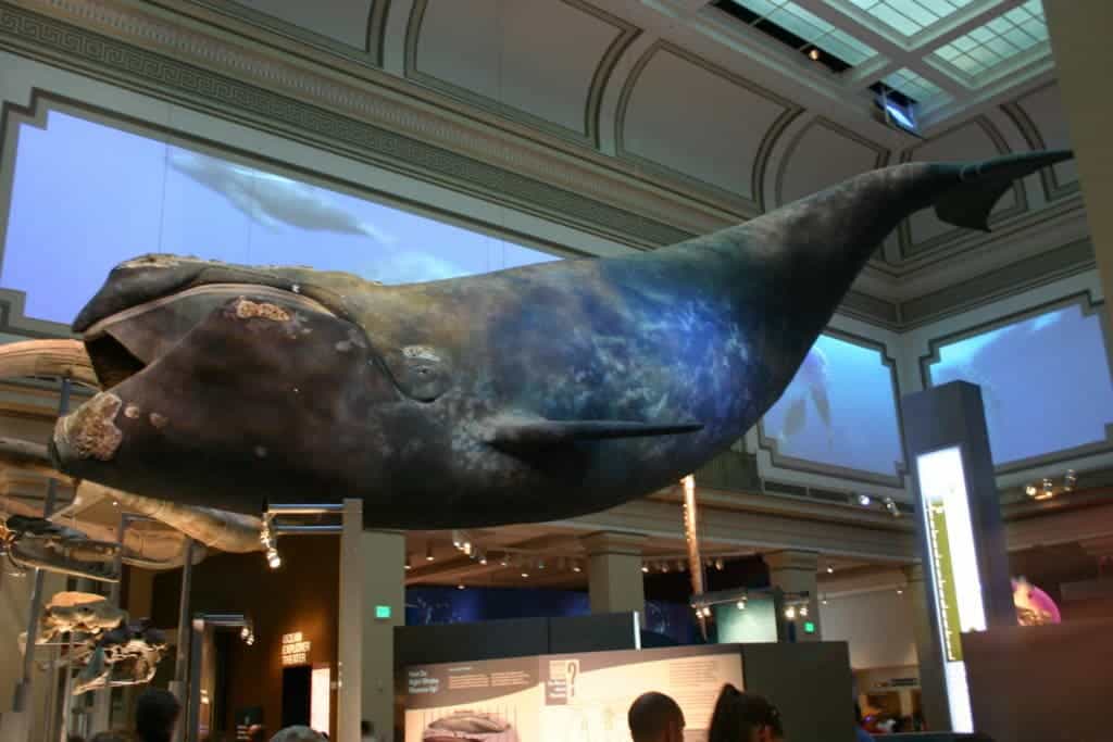 North Atlantic Right Whale model.