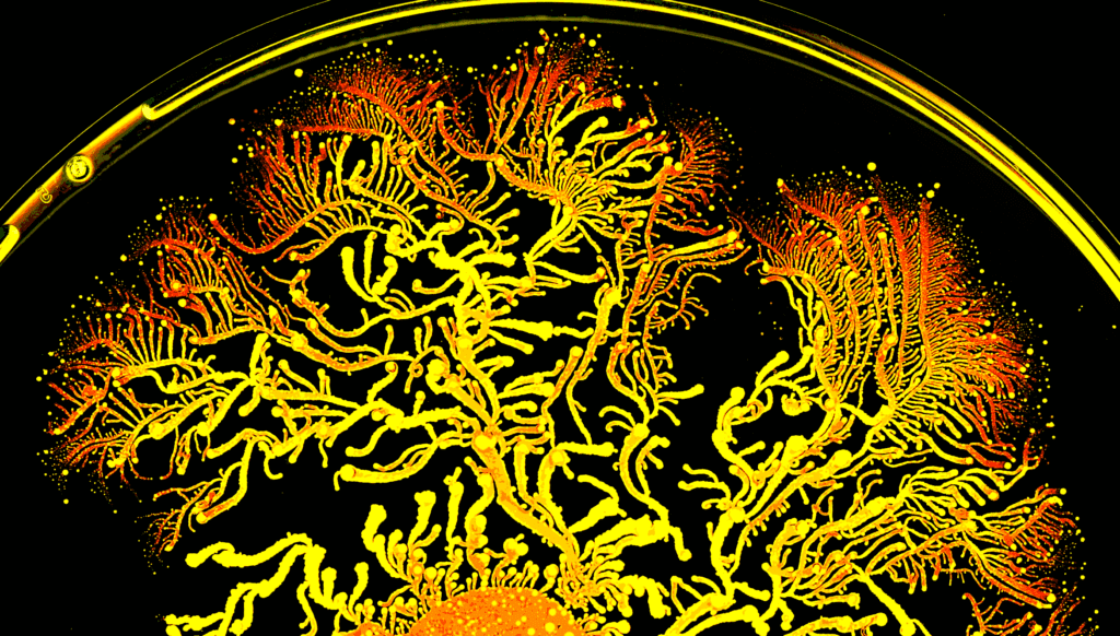 P_vortex detail.