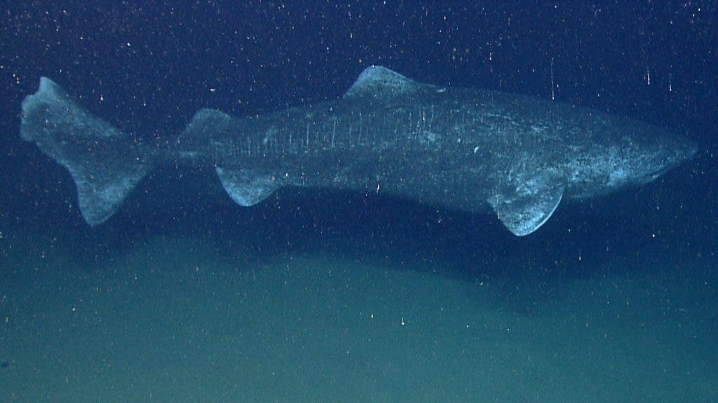 A huge Greenland shark. Credit: Wikimedia Commons.