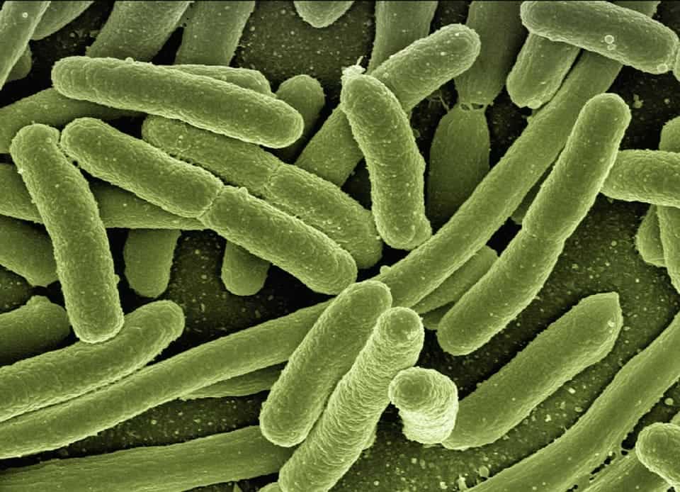 E.coli bacteria.